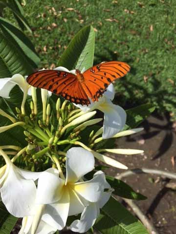Beaumont Botanical Gardens 